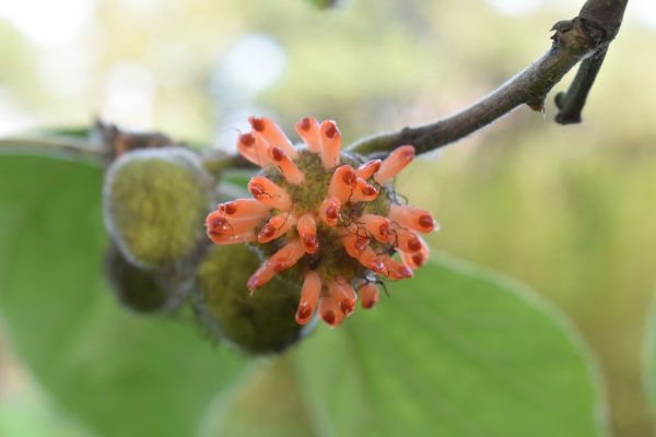  Broussonetia papyrifera Moraceae (Mulberry), protruding orange-red fruits.