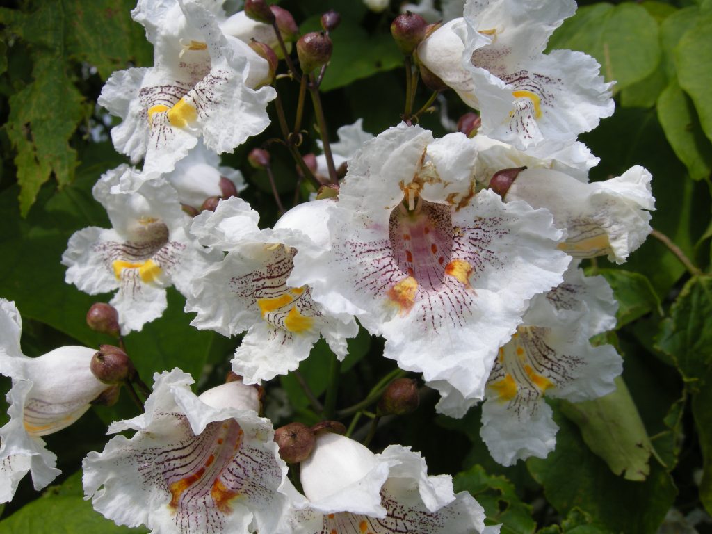 The flouncy flowers of Catalpa speciosa.