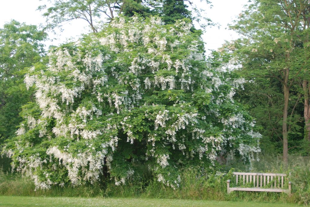 The American yellowwood tree in flower.