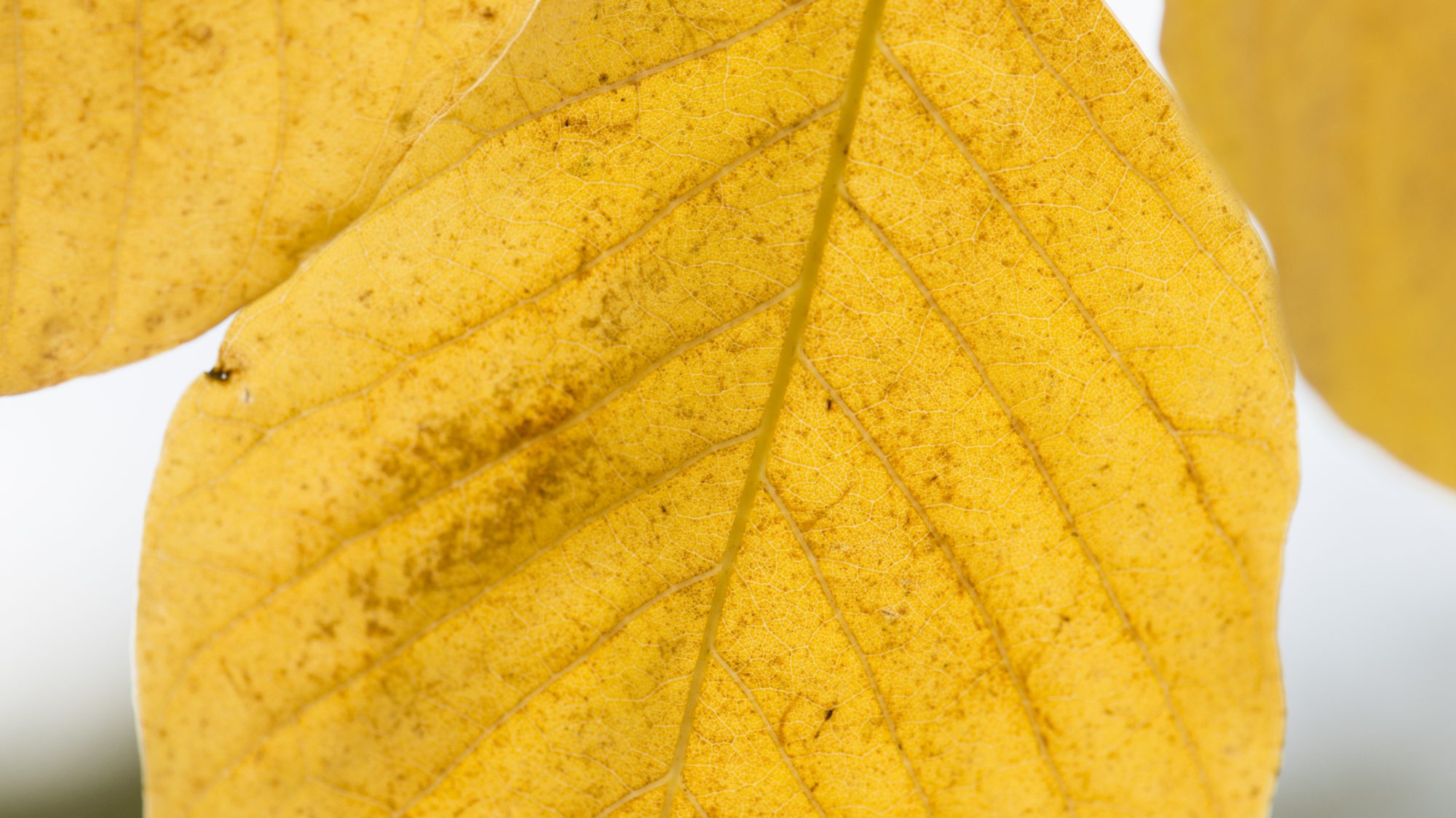 The yellow leaves of the Yellowwood tree in autumn.