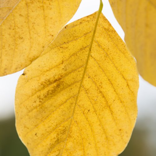 Yellowwood