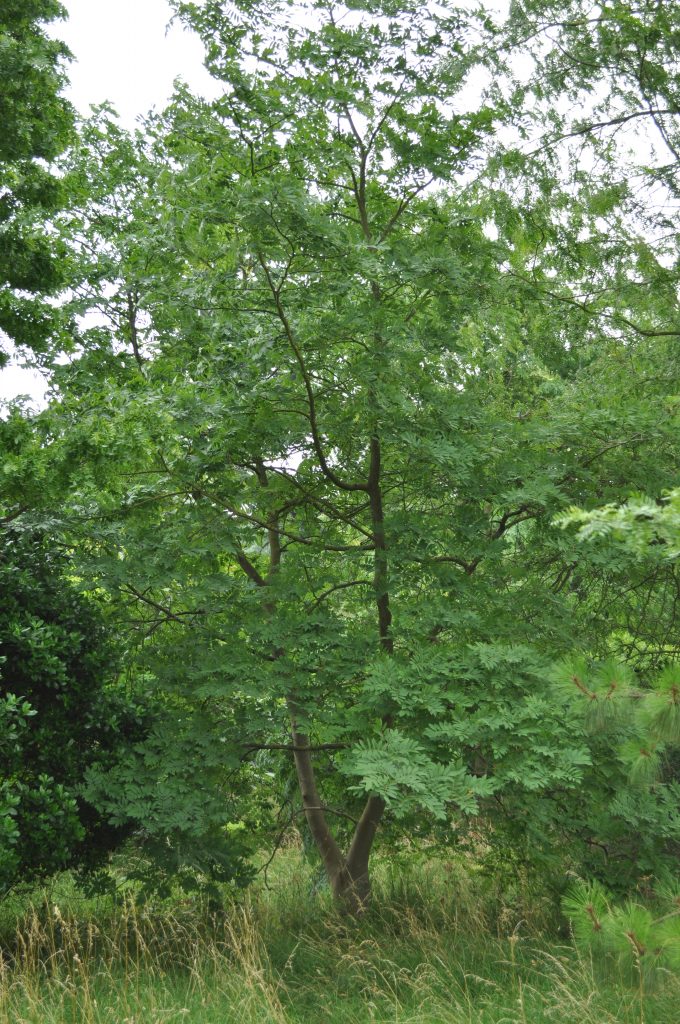 The Chinese yellowwood tree next to the Systematic beds.