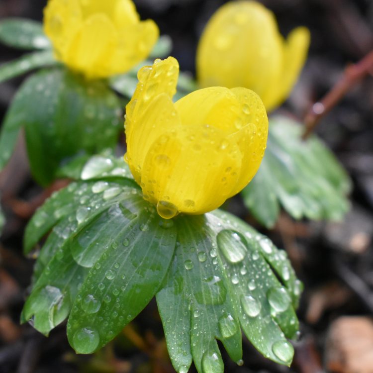 Eranthis hyemalis