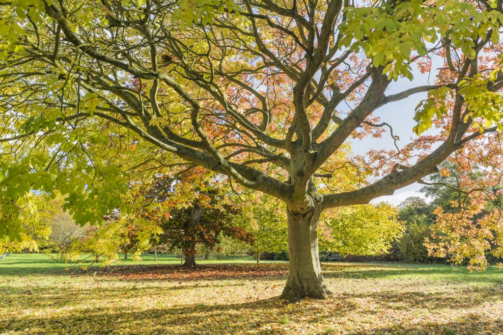 The Manna Ash tree standing alone in autumn with falling leaves.