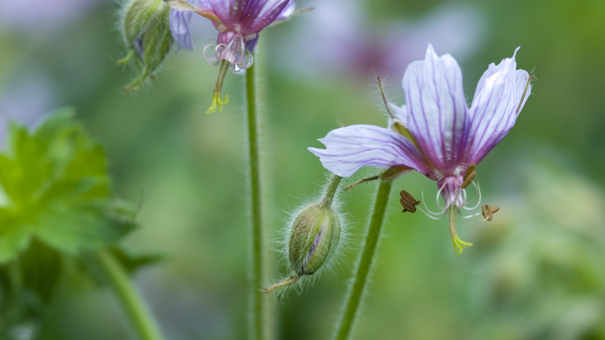 Small purple geranium flowers.