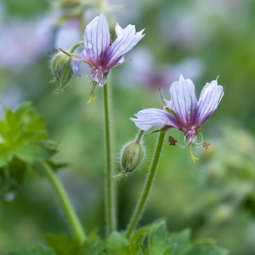 National Plant Collections ®