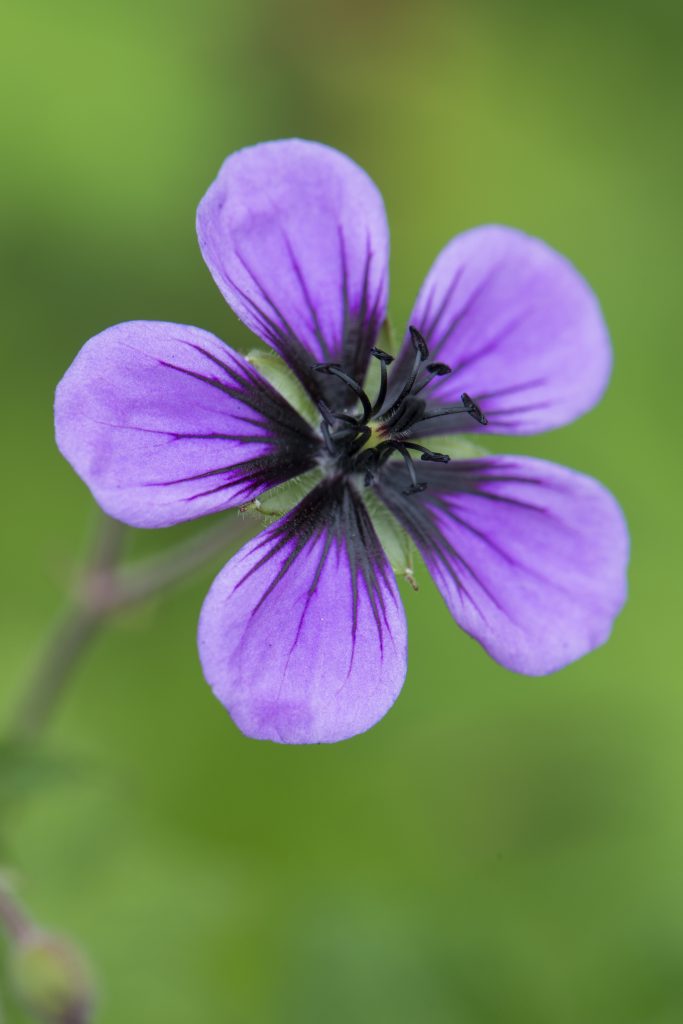 Purple flower with a black centre ofthe Geranium prorepens.