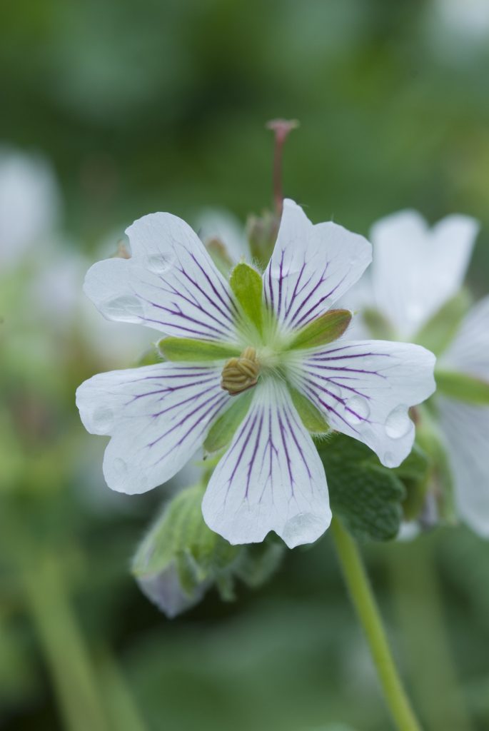 Geranium renardii with white petals and purple veins.