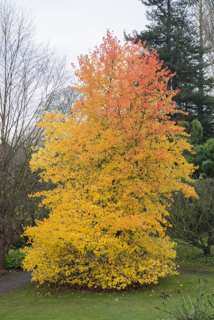 A striking yellow-orange tree in a garden.