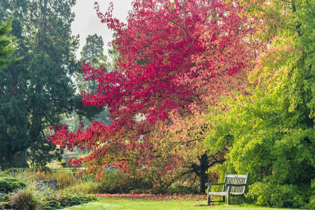 A bench in front of trees with red and orange leaves cascading.