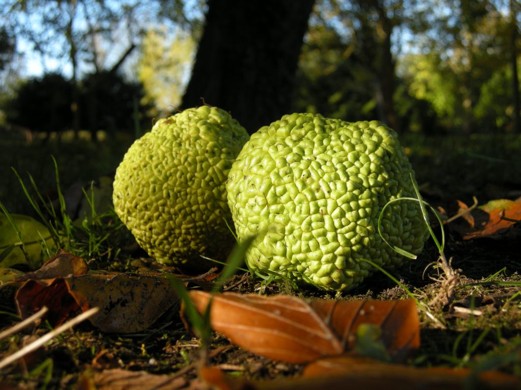 The green textured fruits fallen from the Osange Orange tree.