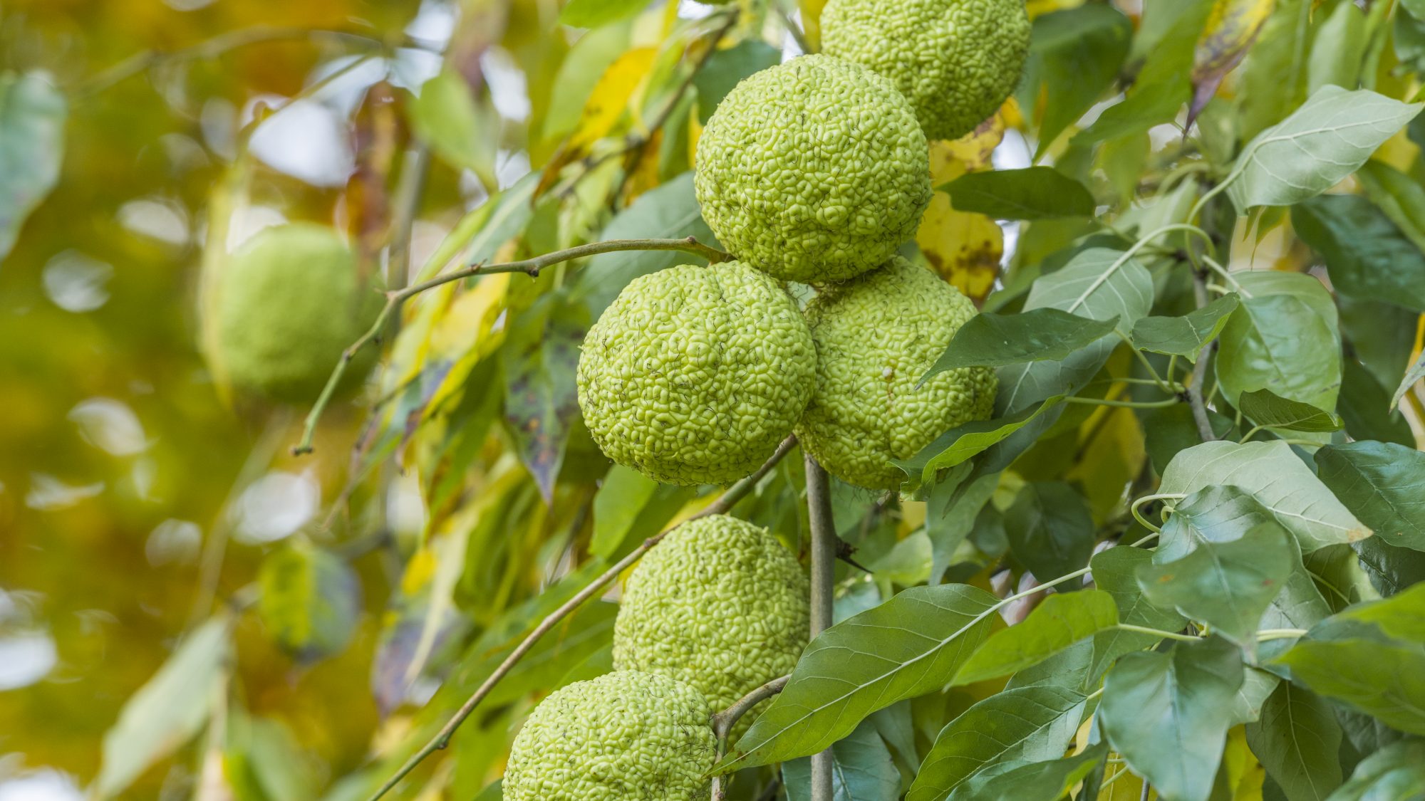 The green fruits of the Osange Orange tree.
