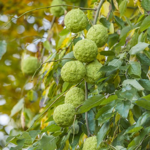 Osage Orange