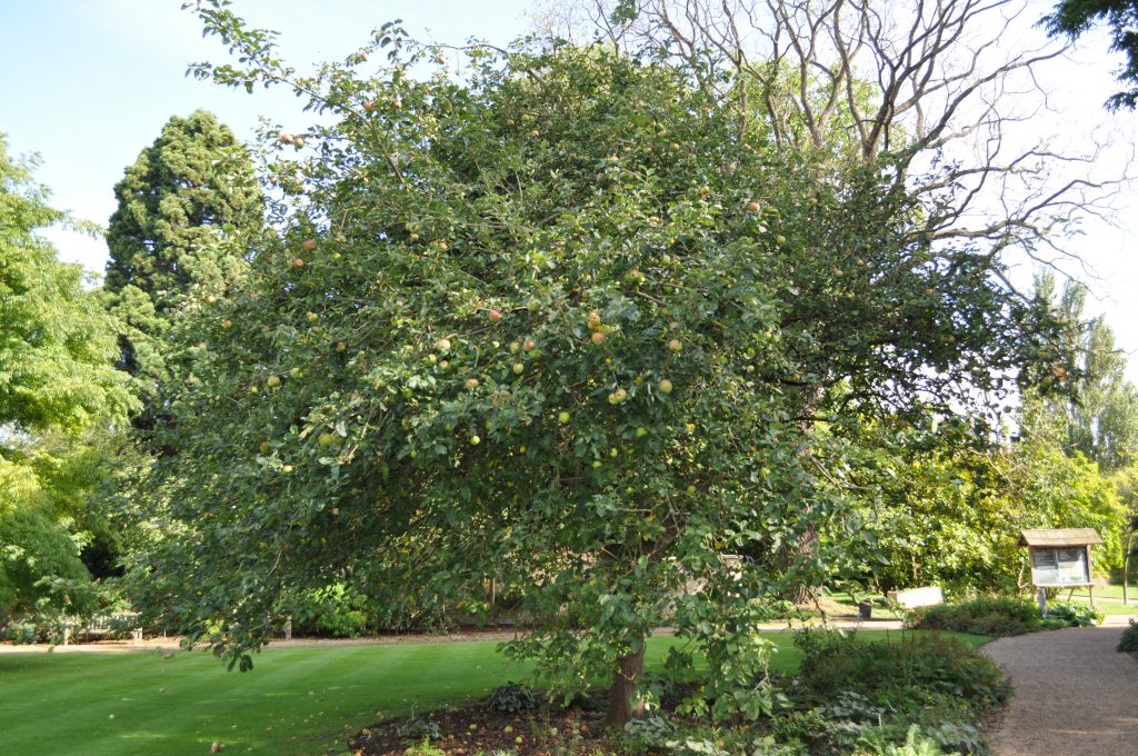 Malus pumila on Brookside lawn.