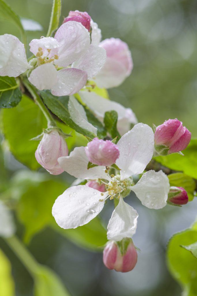 The white blossom in spring