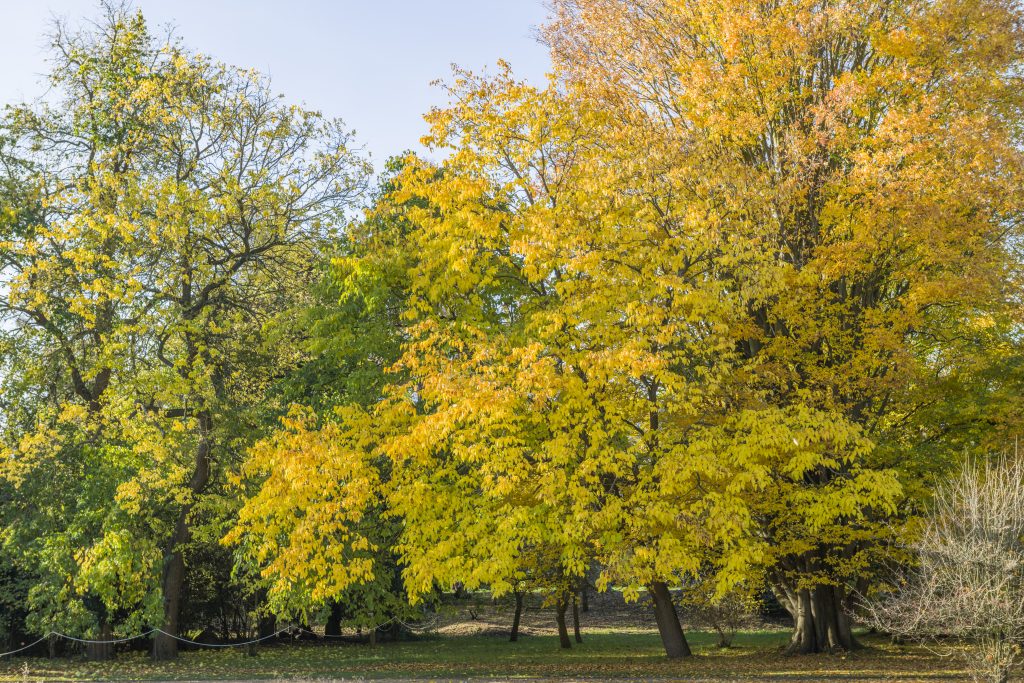 The Mongolian Mulberry tree in autumn amongst other orange-leaved trees.