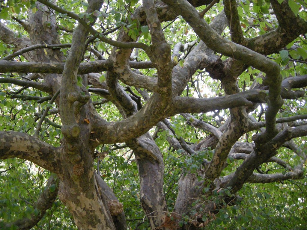 The fused brances of Parrotia persica