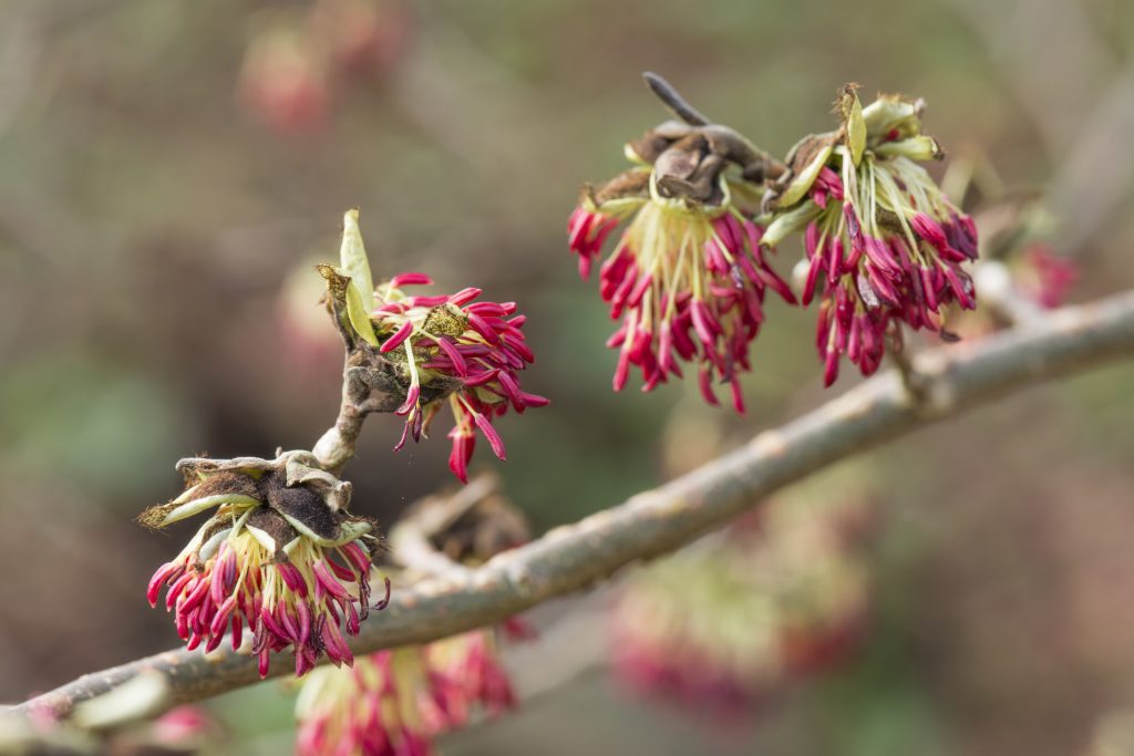 Parrotia persica, Crimson flowers in winter.