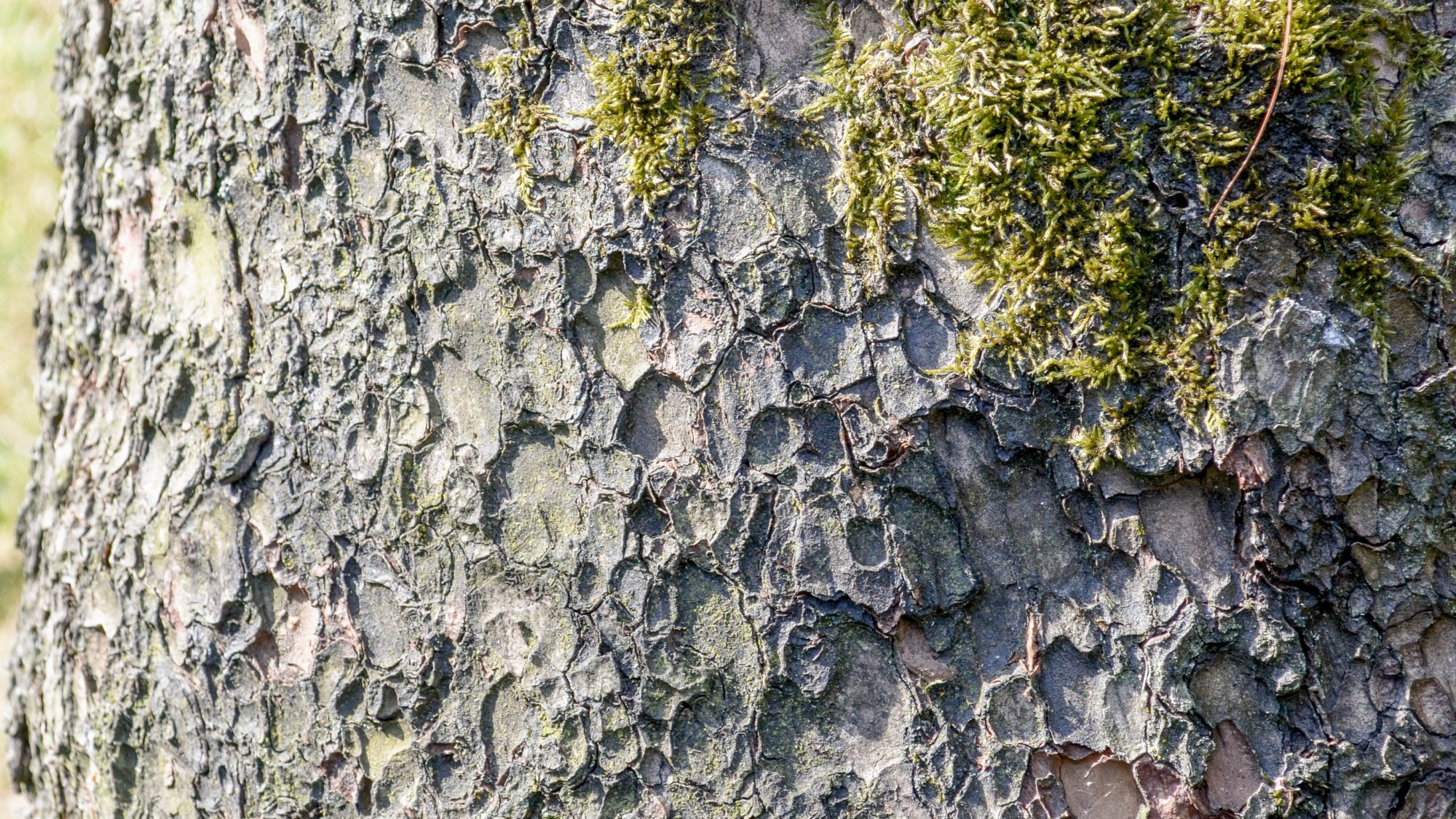 The textured brown bark of the Single-leaved Nut Pine tree with moss on.