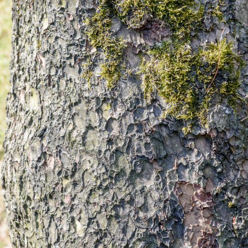 Single-leaf Nut Pine