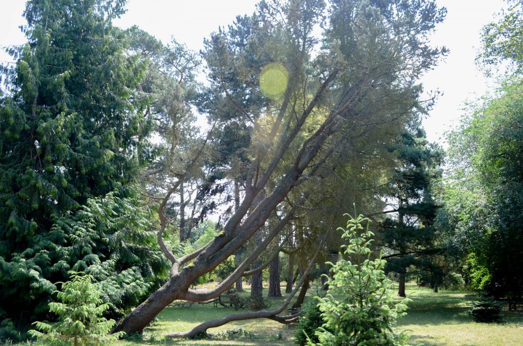 Pinus monophylla amongst other large trees in the Old Pinetum.