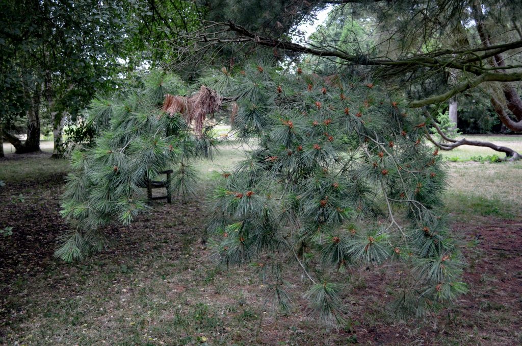 A branch of Pinus x holfordiana.