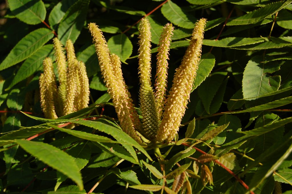 Platycarya strobilacea catkins. 
