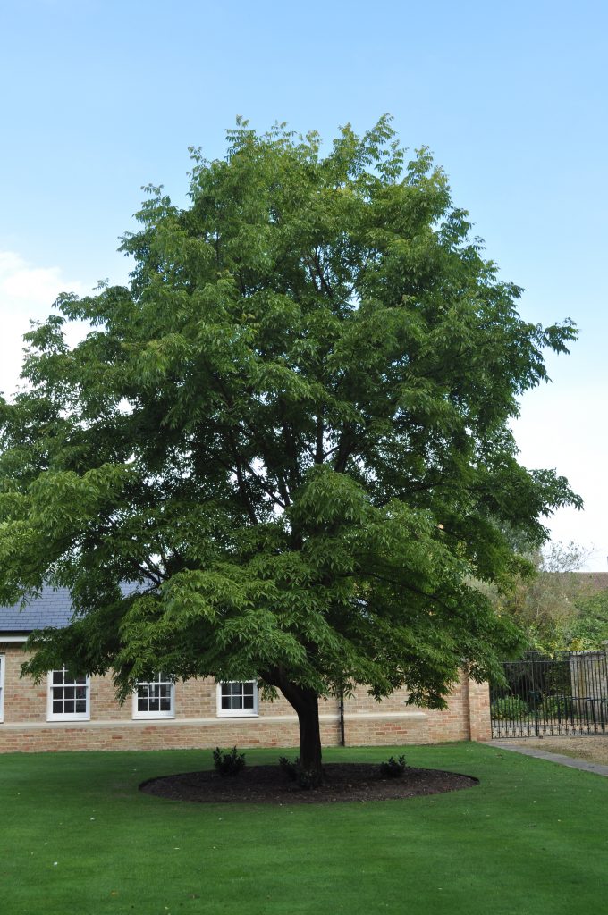 Platycarya strobilacea on Brookside Lawn.
