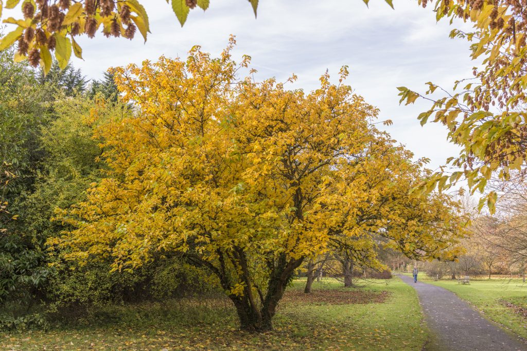 Prunus pseudocerasus ‘Cantabrigiensis’ in autumn