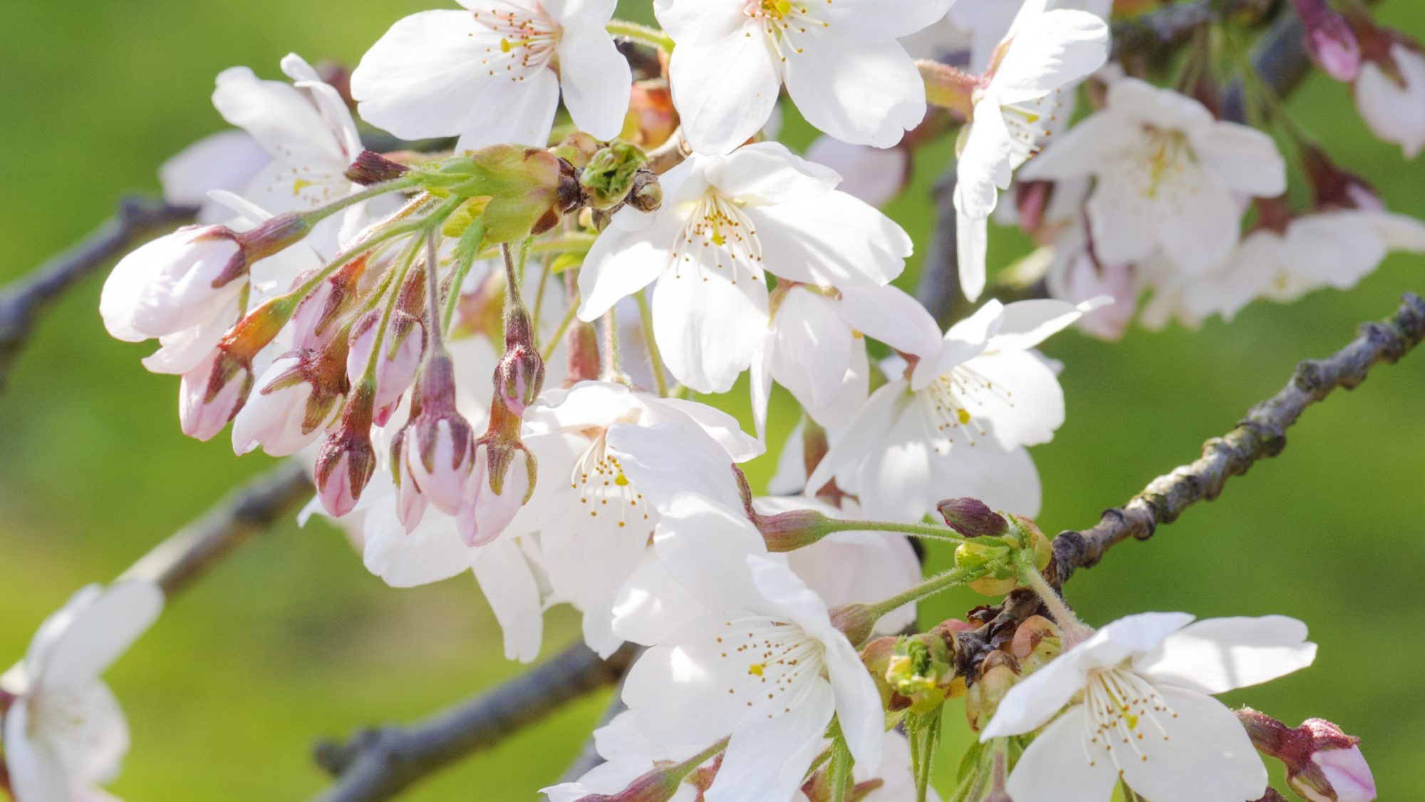 White cherry blossoms.
