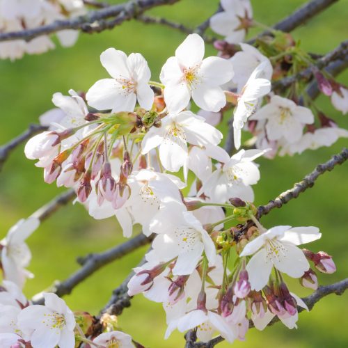 Ornamental Cherries