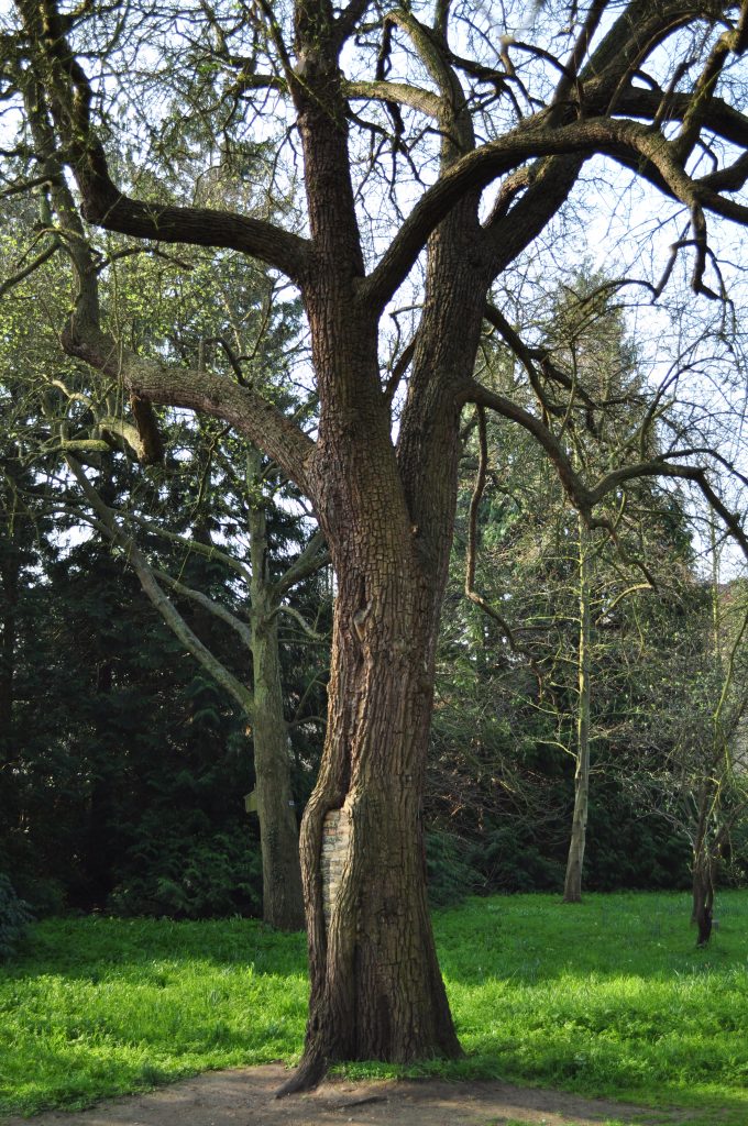 The wild pear tree in a clearing.