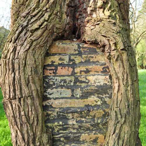 Wild Pear