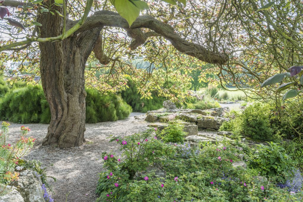 Catalpa x erubescens ‘Purpurea’ among the rock garden.