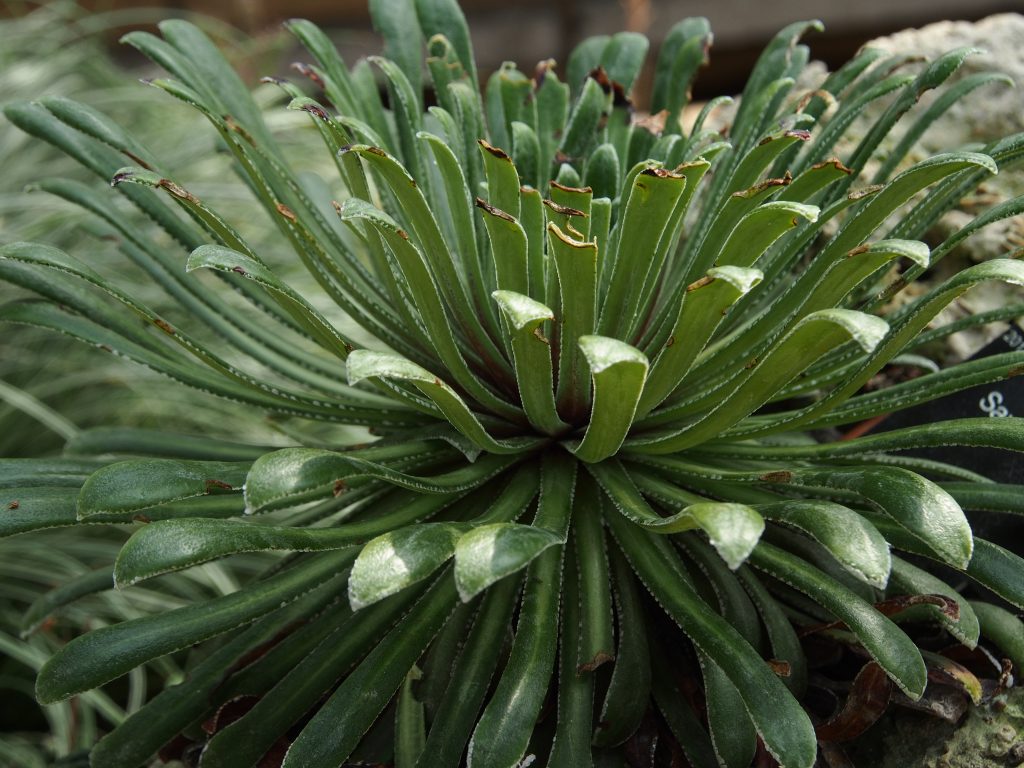 Green leaves of Saxifraga longifolia