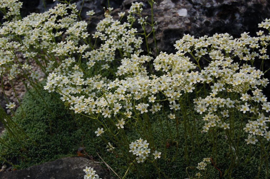 Tiny white flowers of Saxifraga paniculata