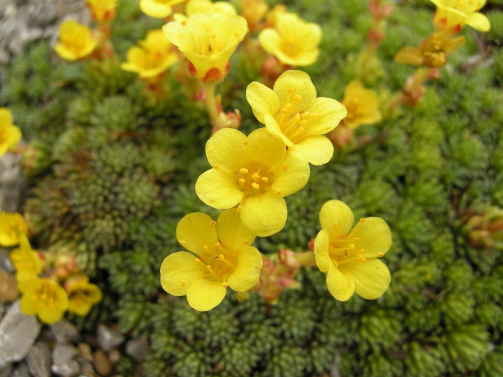 Small yellow flowers ofSaxifraga paniculata ssp kolenatiana.