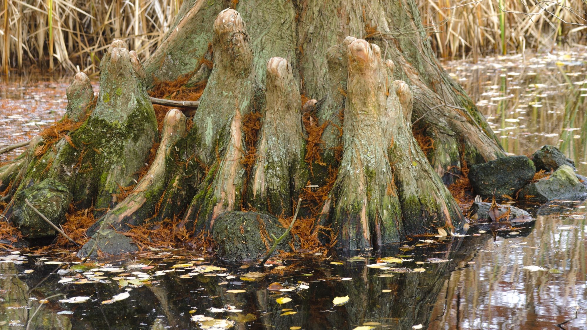 The base of the Swamp Cypress tree in the Lake.