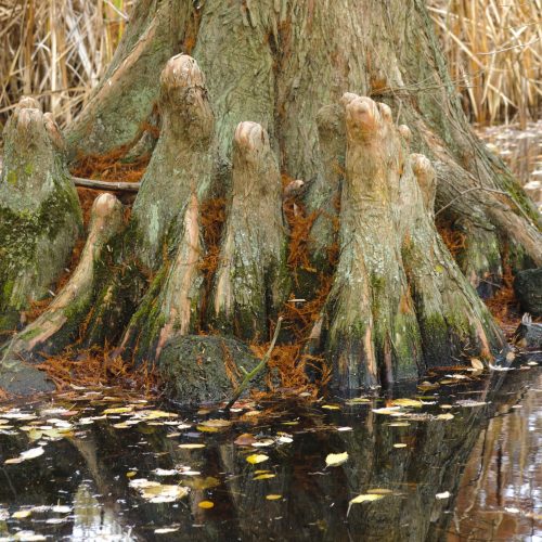 Swamp Cypress
