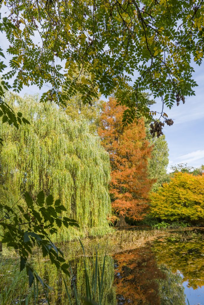Taxodium distichum reflected in the lake in autumn.
