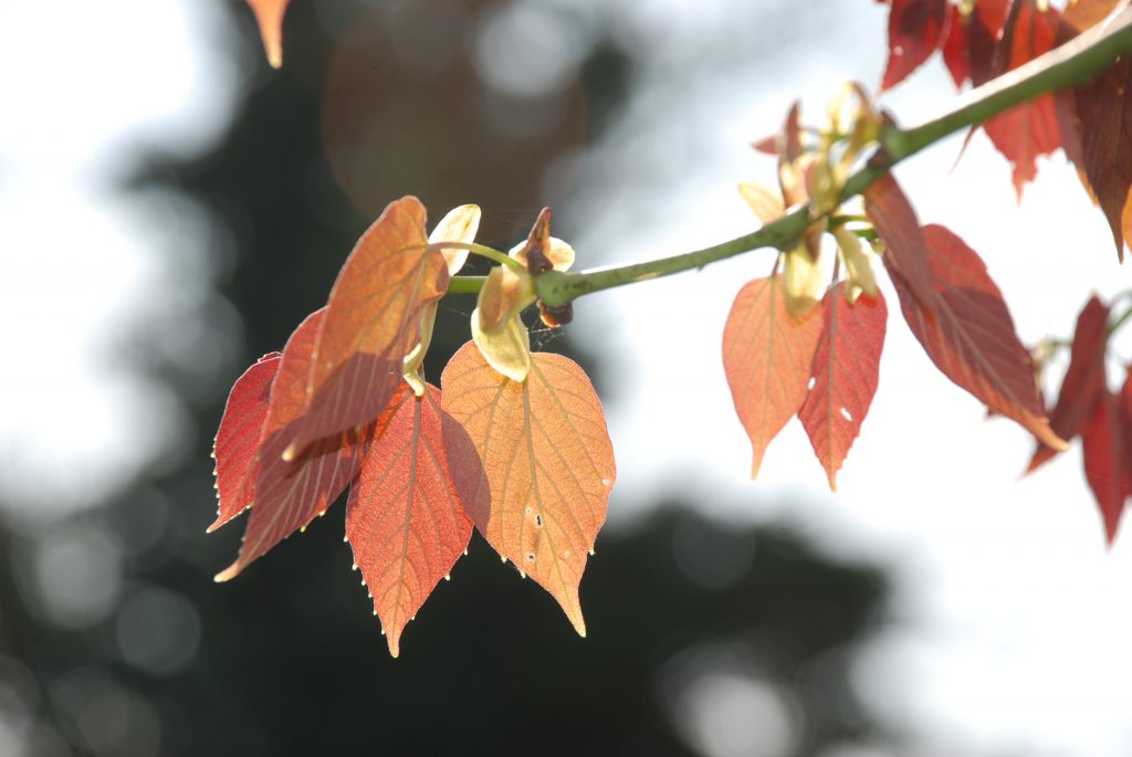 The pinky-orange leaves of Tilia endochrysea.