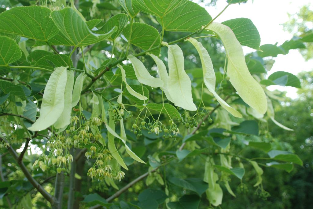 The pale green bracts of the Tilia nobilis.