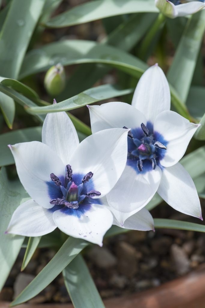 White species tulips with blue centres.