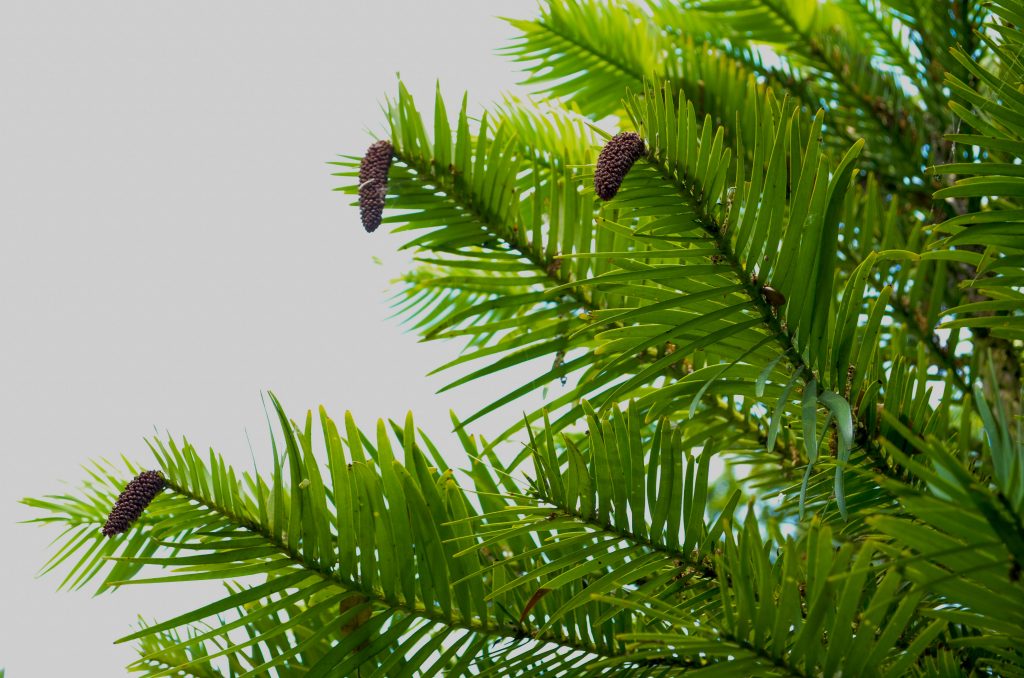 Pendulous foliage of the Wollemi pine.