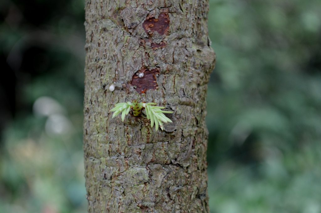 The distinctive bark of the Wollemi Pine.