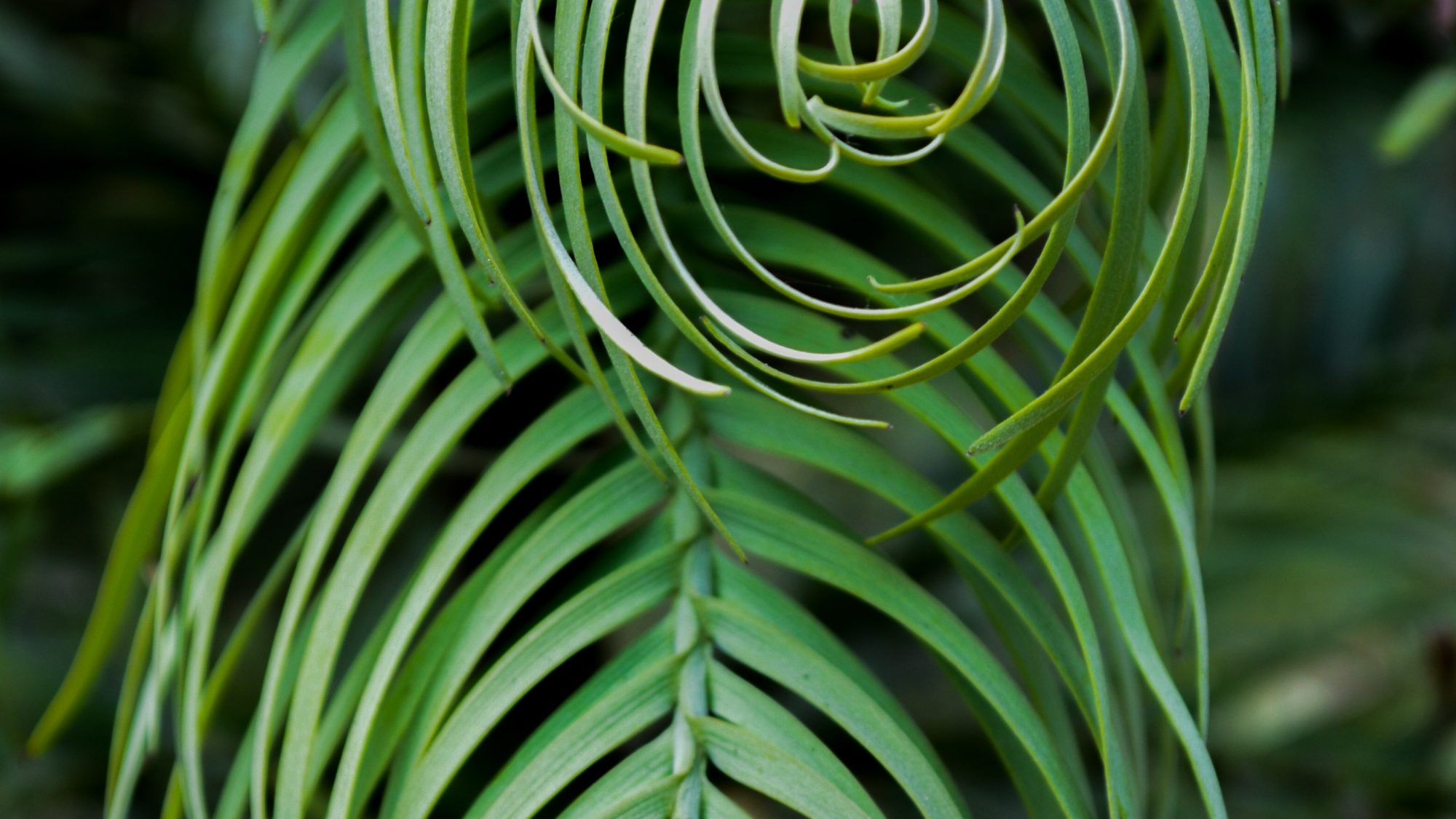 The curved leaves of the Monkey Puzzle tree.