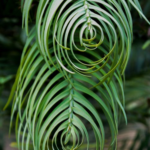 Wollemi Pine