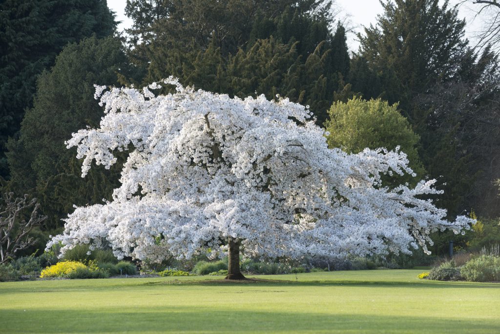 Prunus x yedoensis in spring