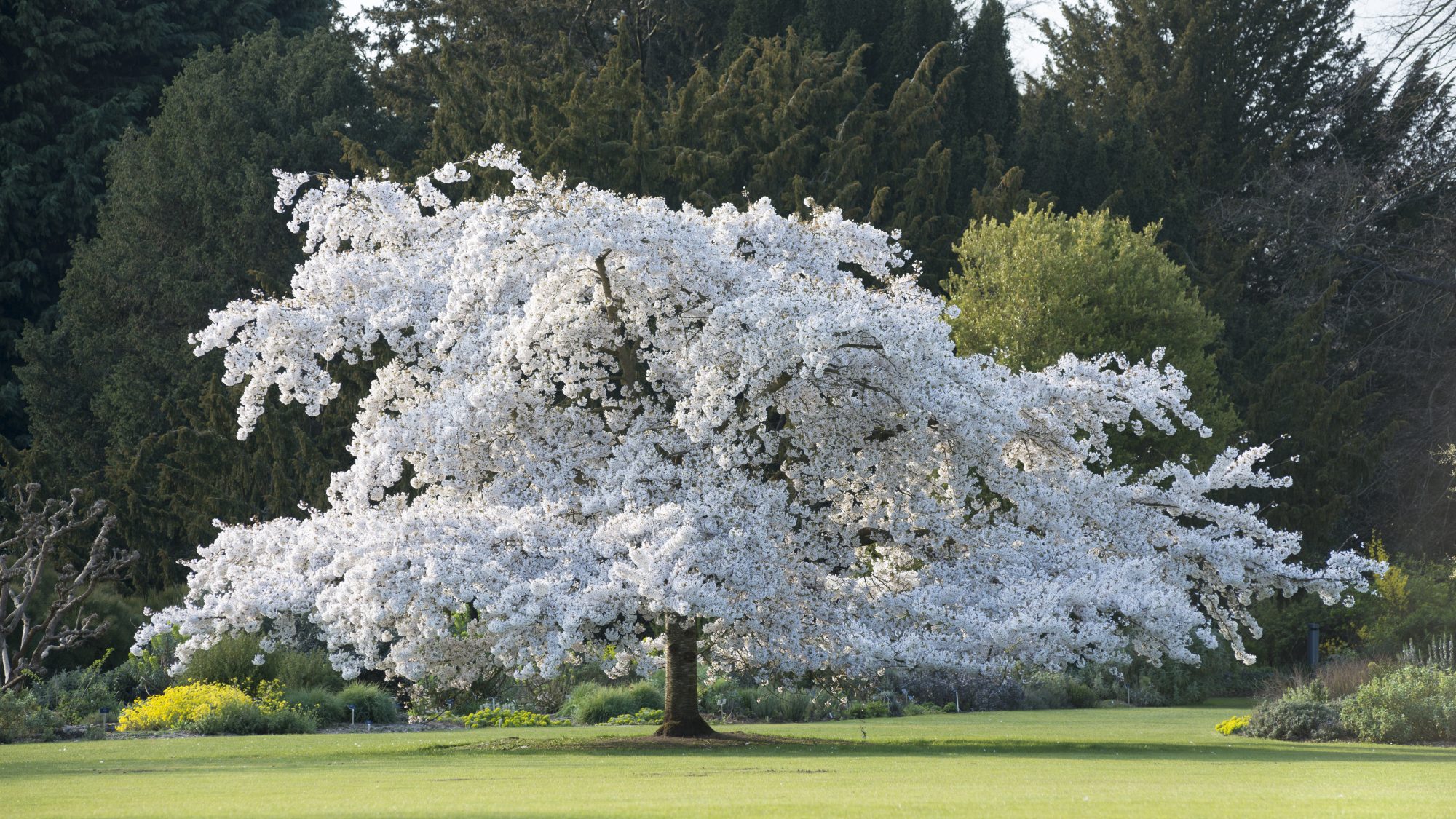 The cloud like shaped tree of the Yoshino cherry in full white blossom.