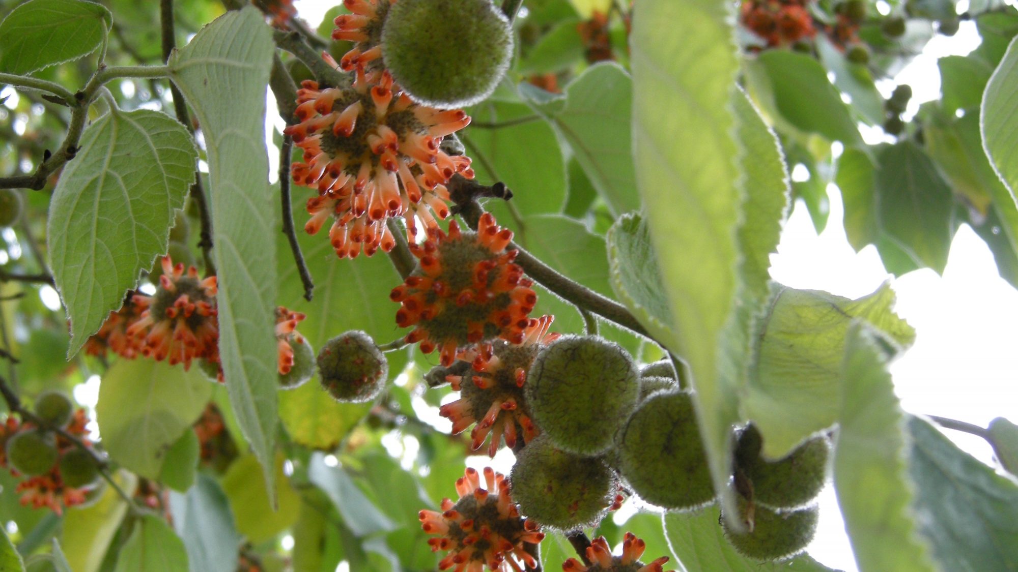 The protruding orange-red fruits of the Paper Mulberry tree.